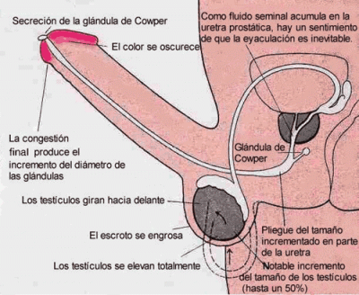 Meseta